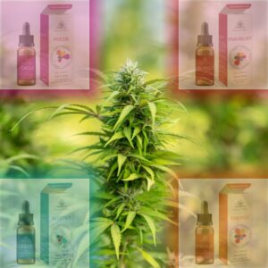 Cáñamo, CBD Blog, Hempethica, WidLab, Certificaciones, Vegano, CBD, Cababinoides, Blog