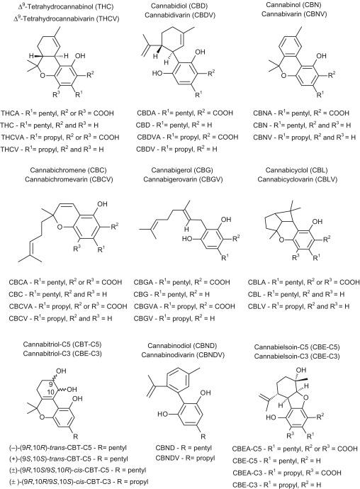 Cannabinoids Hempethica | Hempethica | Drops of Nature