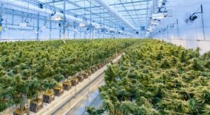 Productos certificados Hempethica, WidLab, Certificado, Vegano, CBD