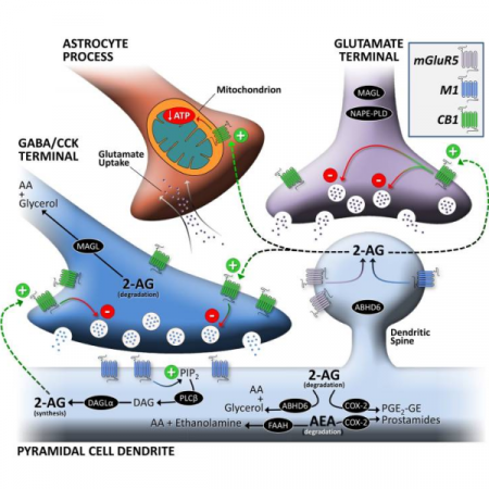 Endocannabinoid system, ECS, cannabinoids, CBD, Hempethica